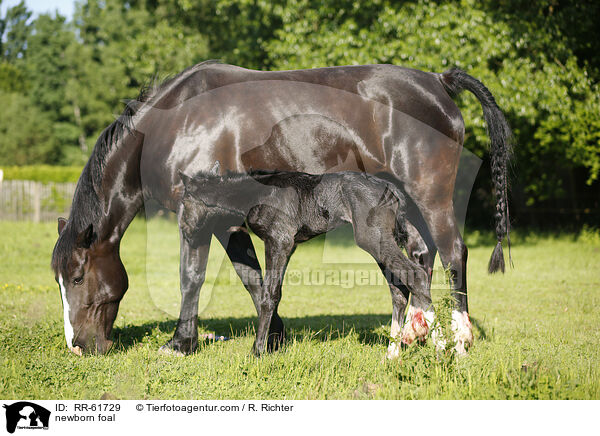 newborn foal / RR-61729