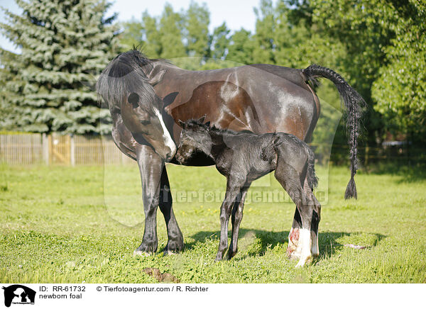 newborn foal / RR-61732