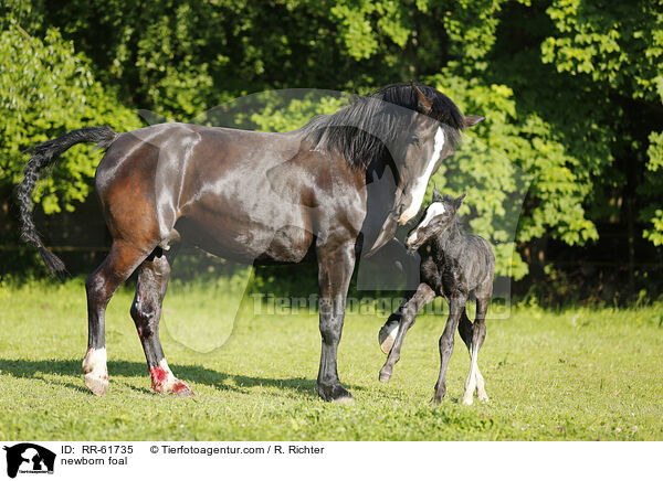 newborn foal / RR-61735