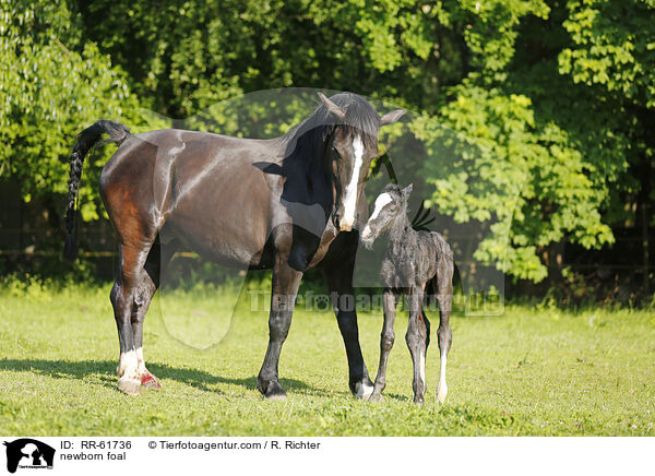 newborn foal / RR-61736