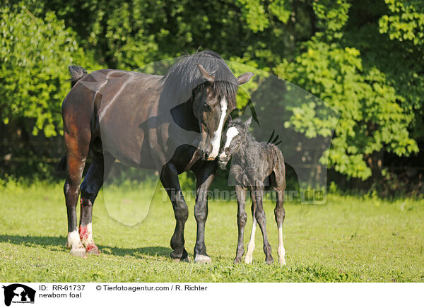newborn foal / RR-61737