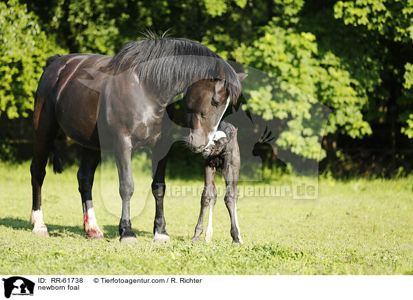 newborn foal / RR-61738