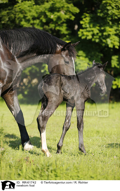 newborn foal / RR-61742