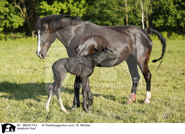 newborn foal / RR-61743