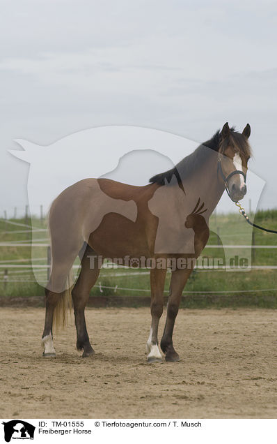 Freiberger Horse / TM-01555
