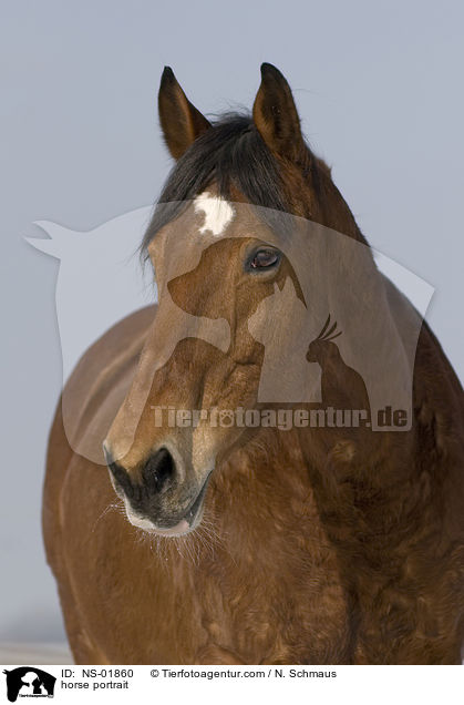 horse portrait / NS-01860