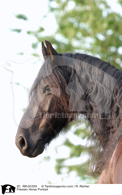 Friesian Horse Portrait / RR-00359
