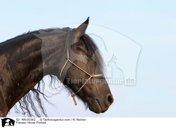 Friesian Horse Portrait / RR-00362
