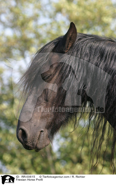 Friesian Horse Profil / RR-00615