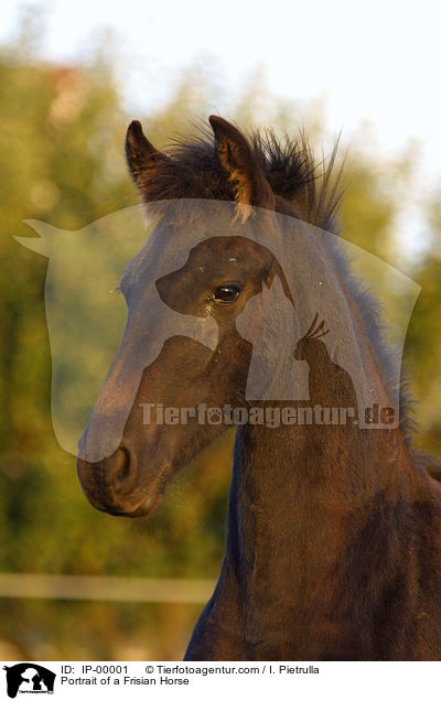 Portrait of a Frisian Horse / IP-00001