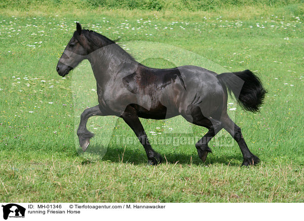 running Friesian Horse / MH-01346