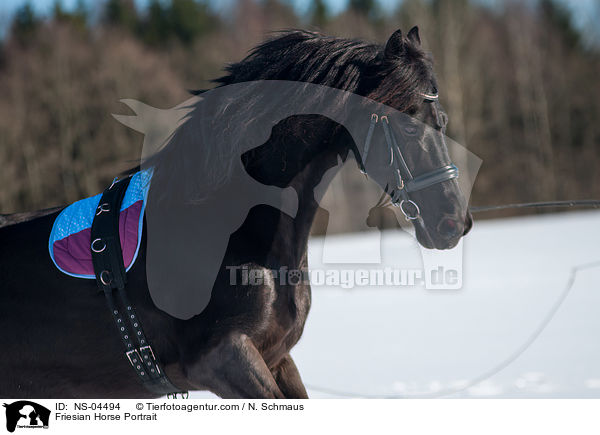 Friesian Horse Portrait / NS-04494