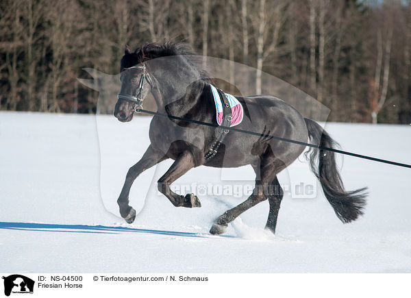 Friesian Horse / NS-04500