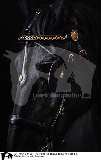 Frisian Horse with harness, / MAK-01189