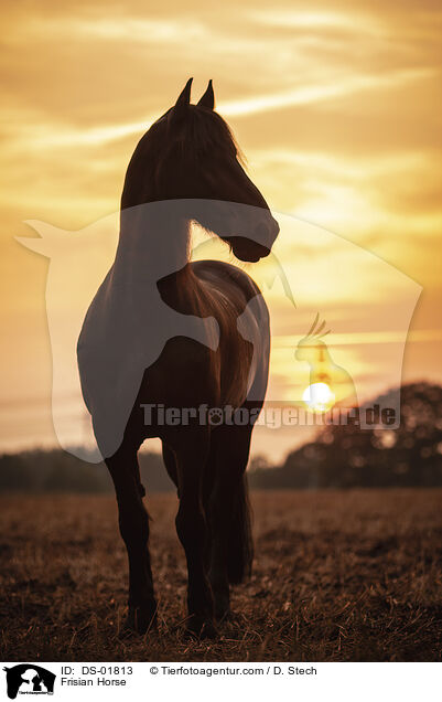 Frisian Horse / DS-01813