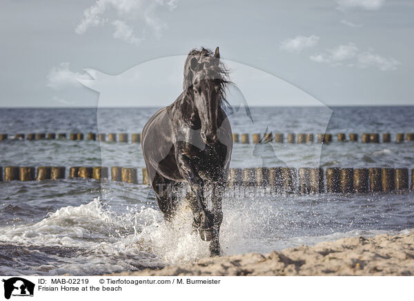 Frisian Horse at the beach / MAB-02219