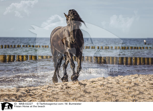 Frisian Horse at the beach / MAB-02227