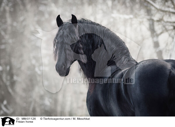Frisian horse / MM-01126
