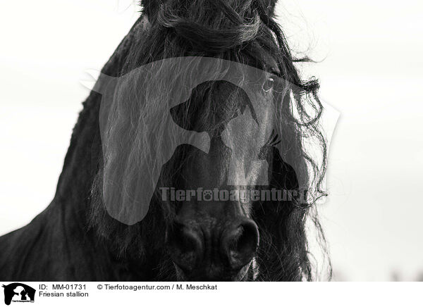 Friesian stallion / MM-01731