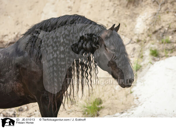 Frisian Horse / JE-01013