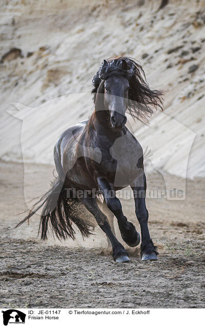 Frisian Horse / JE-01147