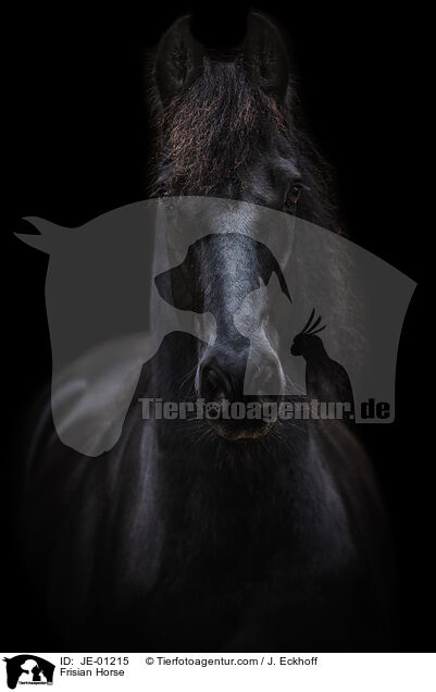 Frisian Horse / JE-01215