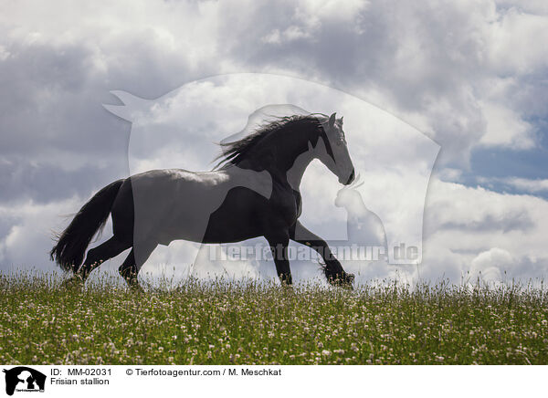Frisian stallion / MM-02031