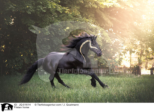 Frisian horse / JQ-01614