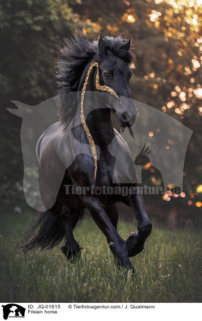 Frisian horse / JQ-01615