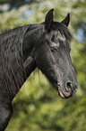 old Friesian mare