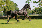trotting Frisian Horse