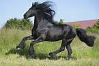 galloping Friesian horse