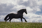 Frisian stallion