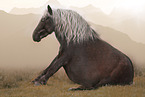 German Classic Pony