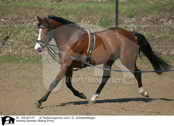trotting German Riding Pony / SS-02151