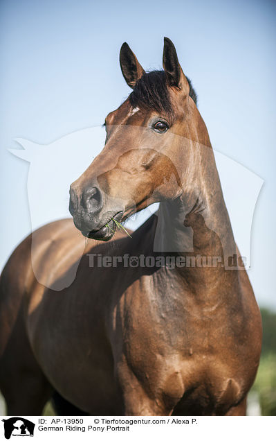 German Riding Pony Portrait / AP-13950