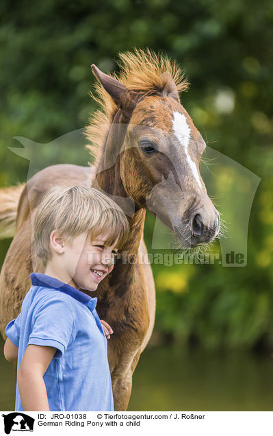 German Riding Pony with a child / JRO-01038