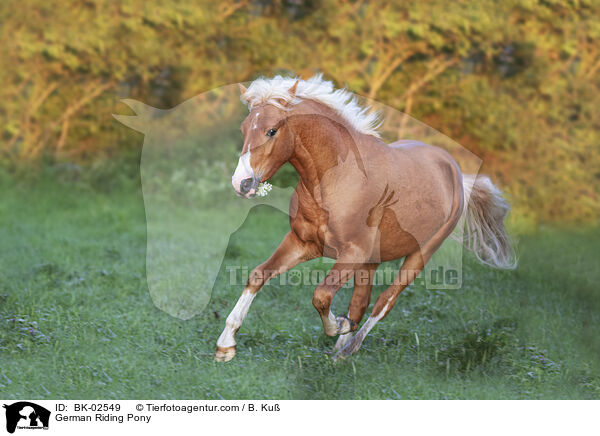 German Riding Pony / BK-02549