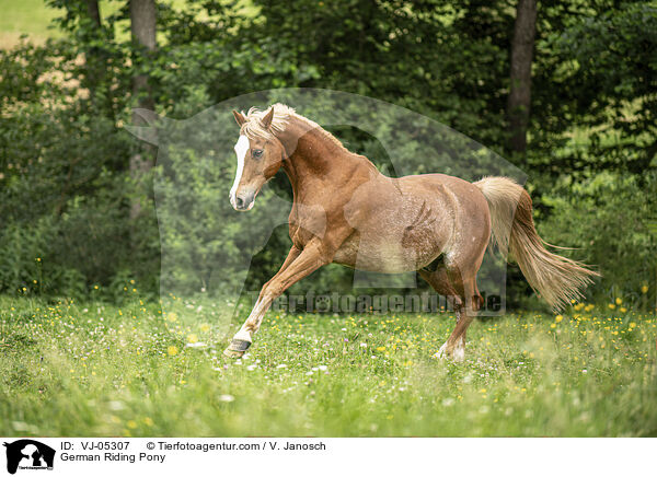 German Riding Pony / VJ-05307