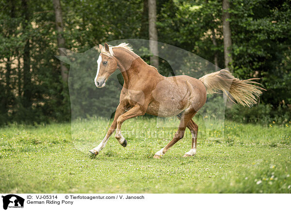 German Riding Pony / VJ-05314