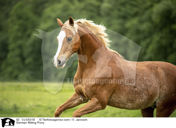 German Riding Pony / VJ-05318