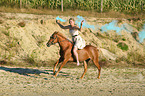 German Riding Pony with holy powder