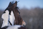 German Riding Pony in winter