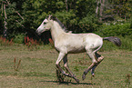 German Riding Pony foal