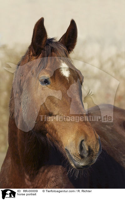 horse portrait / RR-00009