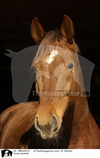 horse portrait / RR-00010