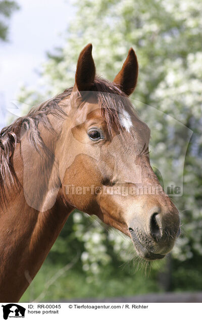 horse portrait / RR-00045