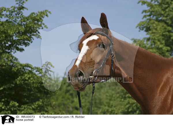 horse portrait / RR-00073