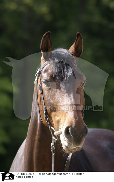 horse portrait / RR-00076