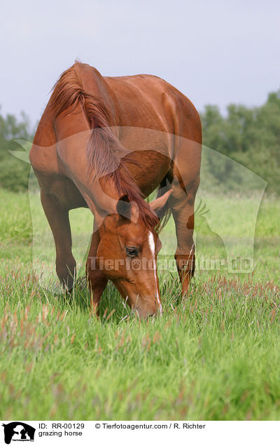 grazing horse / RR-00129